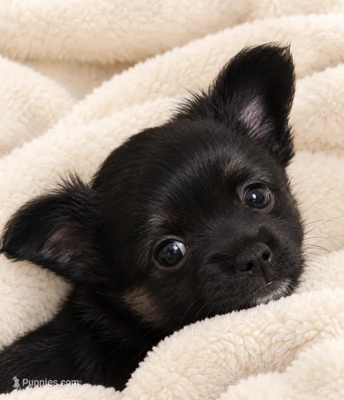 Squeak – Chihuahua puppy for sale in Little Rock, AR