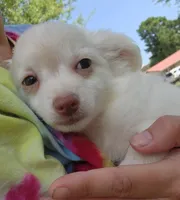 Kiki CKC, a female Chihuahua for sale in Little Rock, AR – 3 of 7