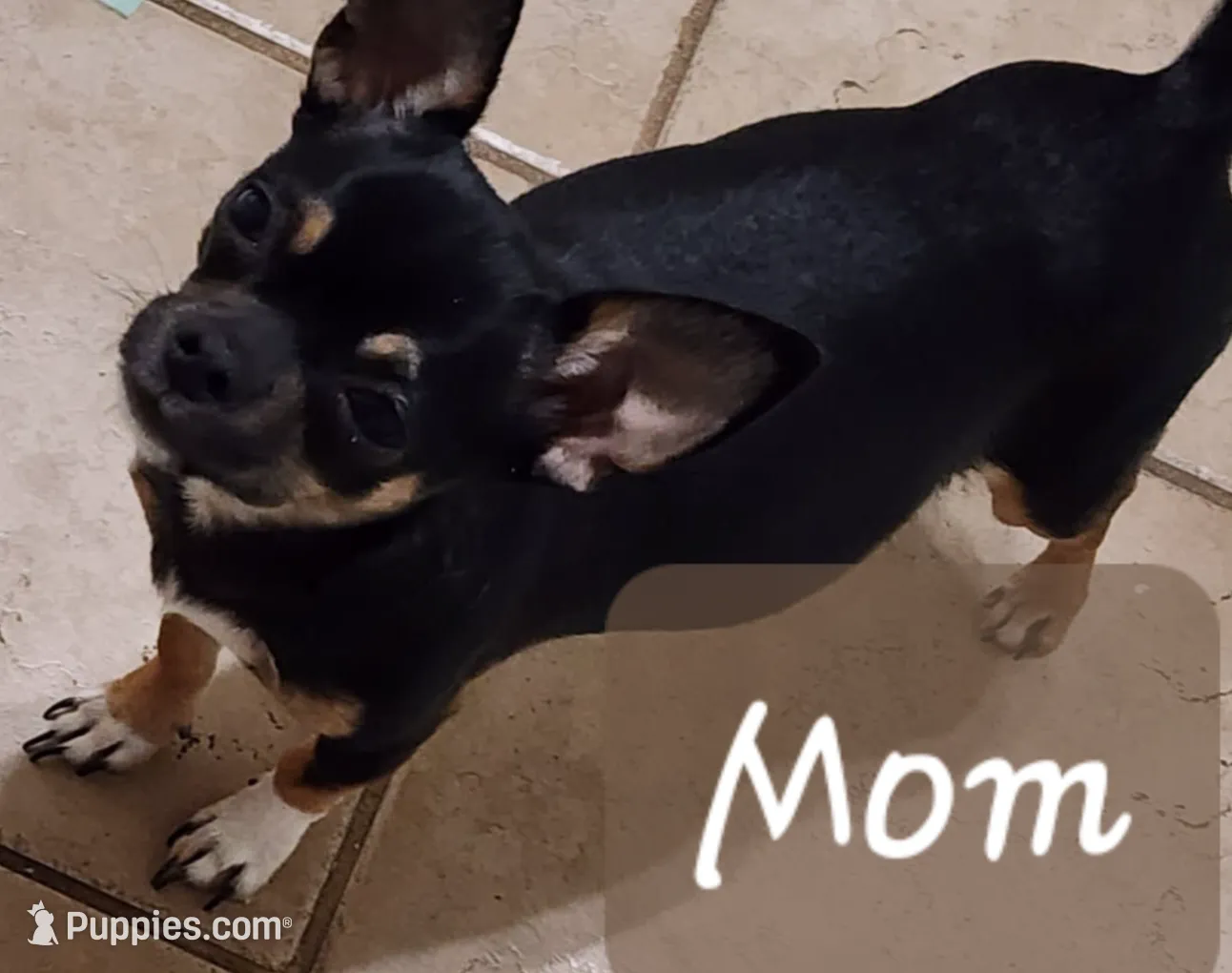 Vixen, a female Chihuahua for sale in Little Rock, AR – Photo 5 of 5