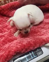 Vixen, a female Chihuahua for sale in Little Rock, AR – Photo 3 of 5