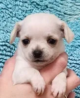 Vixen, a female Chihuahua for sale in Little Rock, AR – Photo 1 of 5