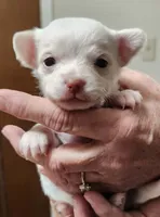 Penny CKC, a female Chihuahua for sale in Little Rock, AR – Photo 1 of 2