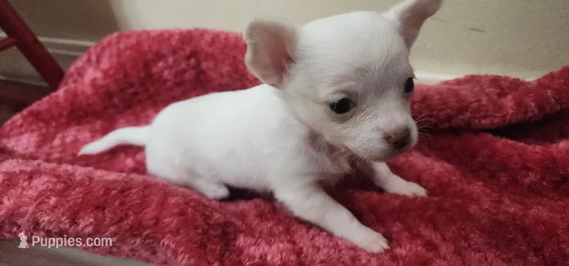 Penny CKC – Chihuahua puppy on hold in Little Rock, AR