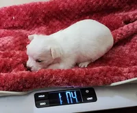 Penny CKC, a female Chihuahua for sale in Little Rock, AR – Photo 2 of 2