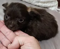 Tiny Forrest CKC, a male Chihuahua for sale in Little Rock, AR – 3 of 8