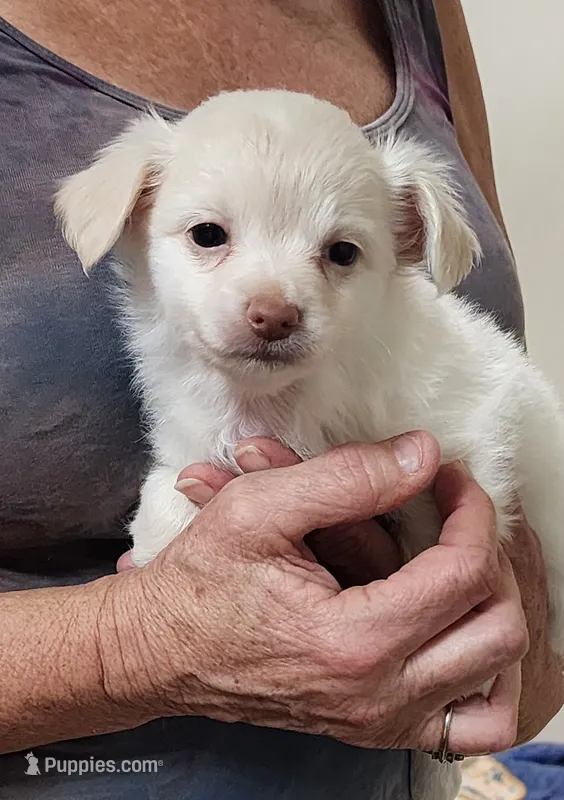 Kiki CKC – Chihuahua puppy for sale in Little Rock, AR