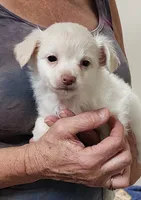 Kiki CKC, a female Chihuahua for sale in Little Rock, AR – 4 of 7