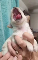 Kash CKC, a male Chihuahua for sale in Little Rock, AR – 3 of 3