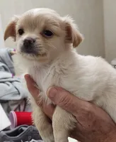 Kash CKC, a male Chihuahua for sale in Little Rock, AR – 6 of 6