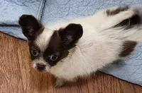 Tiny Tank CKC, a male Chihuahua for sale in Little Rock, AR – 3 of 8
