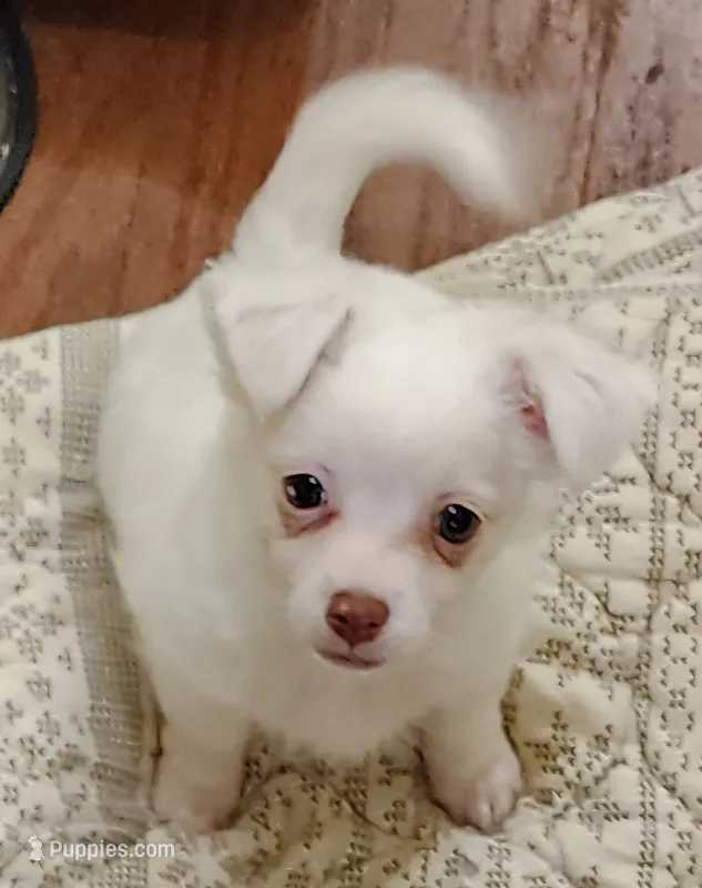 White LC Percy CKC – Chihuahua puppy for sale in Little Rock, AR