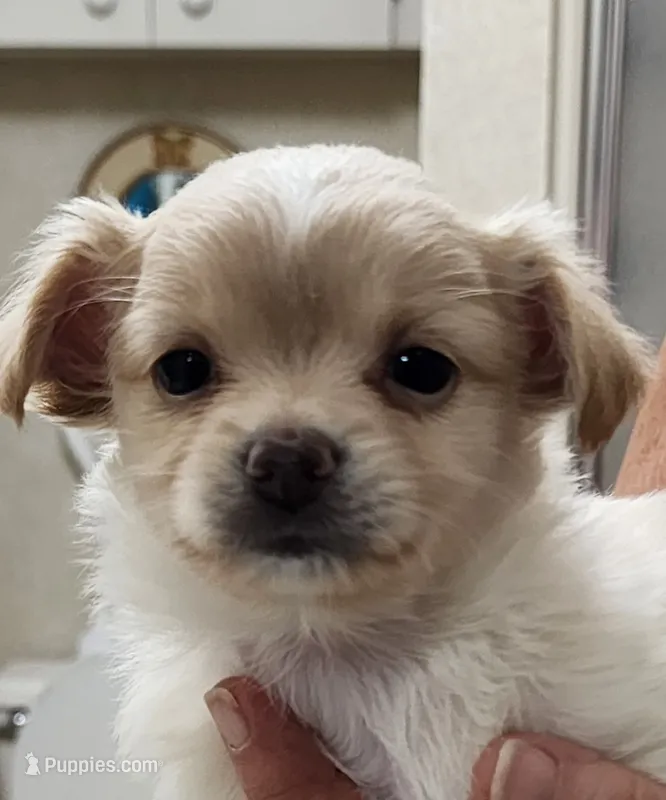 Kash CKC – Chihuahua puppy for sale in Little Rock, AR