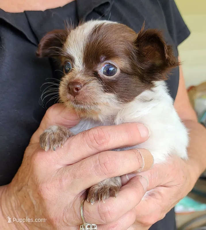 Tiny Oakley CKC – Chihuahua puppy for sale in Little Rock, AR