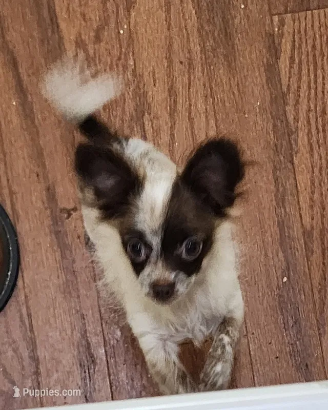 Tiny Tank CKC – Chihuahua puppy for sale in Little Rock, AR