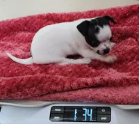 Maggie CKC, a female Chihuahua for sale in Little Rock, AR – Photo 4 of 5