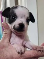 Maggie CKC, a female Chihuahua for sale in Little Rock, AR – Photo 2 of 5