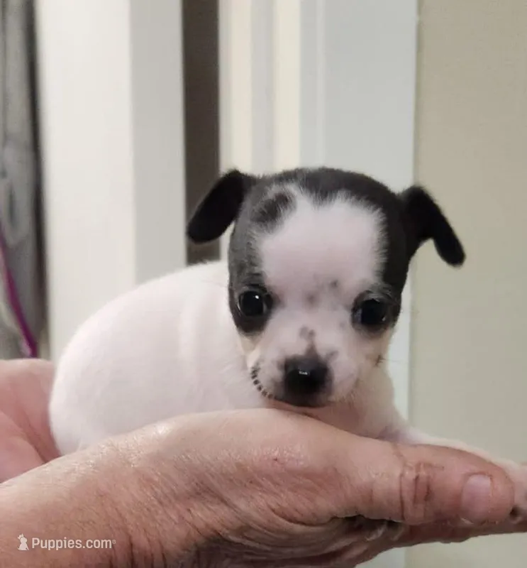 Maggie CKC – Chihuahua puppy for sale in Little Rock, AR