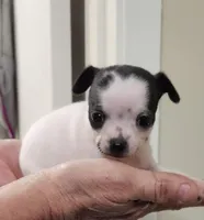 Maggie CKC, a female Chihuahua for sale in Little Rock, AR – Photo 1 of 5