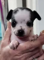 Maggie CKC, a female Chihuahua for sale in Little Rock, AR – Photo 3 of 5