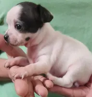 Maggie CKC, a female Chihuahua for sale in Little Rock, AR – Photo 5 of 5