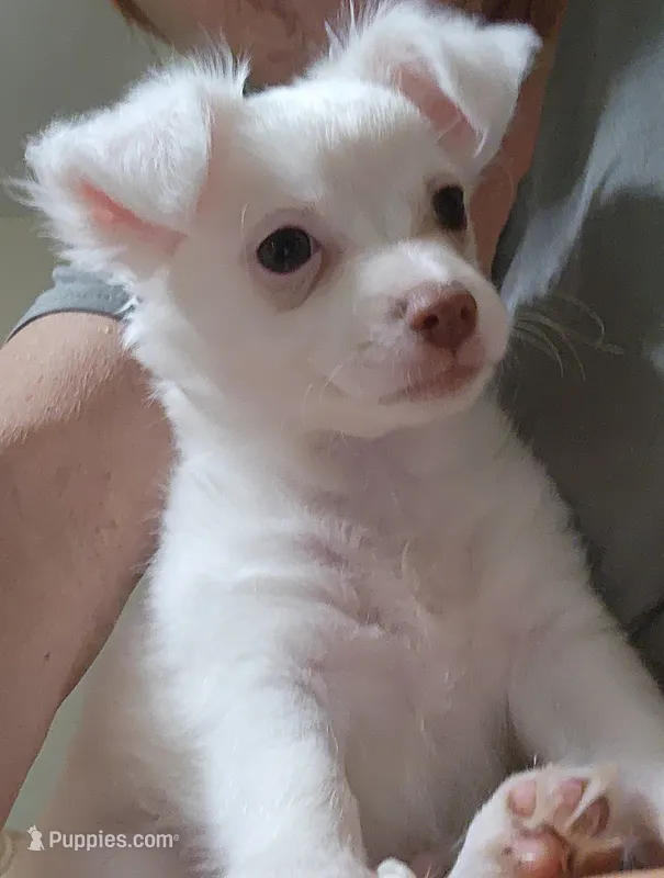 Long Coat Percy CKC – Chihuahua puppy for sale in Little Rock, AR