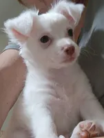 Long Coat Percy CKC, a male Chihuahua for sale in Little Rock, AR – 1 of 8