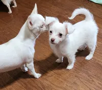 Long Coat Percy CKC, a male Chihuahua for sale in Little Rock, AR – 2 of 8