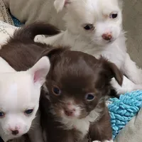 GR eyes LC Donner , a male Chihuahua for sale in Little Rock, AR – Photo 6 of 10