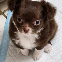 GR eyes LC Donner , a male Chihuahua for sale in Little Rock, AR – Photo 2 of 10