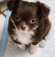 Gorgeous Donner LC, a male Chihuahua for sale in Little Rock, AR – Photo 1 of 9