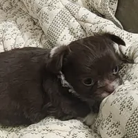 GR eyes LC Donner , a male Chihuahua for sale in Little Rock, AR – Photo 5 of 10