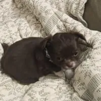 GR eyes LC Donner , a male Chihuahua for sale in Little Rock, AR – Photo 7 of 10