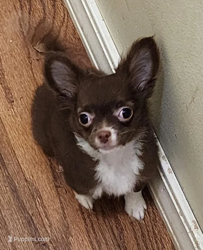 GR eyes LC Donner  – Chihuahua puppy for sale in Little Rock, AR