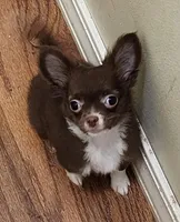 GR eyes LC Donner , a male Chihuahua for sale in Little Rock, AR – Photo 1 of 10