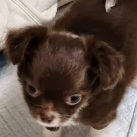 GR eyes LC Donner , a male Chihuahua for sale in Little Rock, AR – Photo 4 of 10