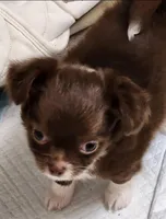 Gorgeous Donner LC, a male Chihuahua for sale in Little Rock, AR – Photo 3 of 9