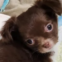 GR eyes LC Donner , a male Chihuahua for sale in Little Rock, AR – Photo 3 of 10