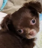 Gorgeous Donner LC, a male Chihuahua for sale in Little Rock, AR – Photo 2 of 9