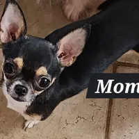 GR eyes LC Donner , a male Chihuahua for sale in Little Rock, AR – Photo 9 of 10