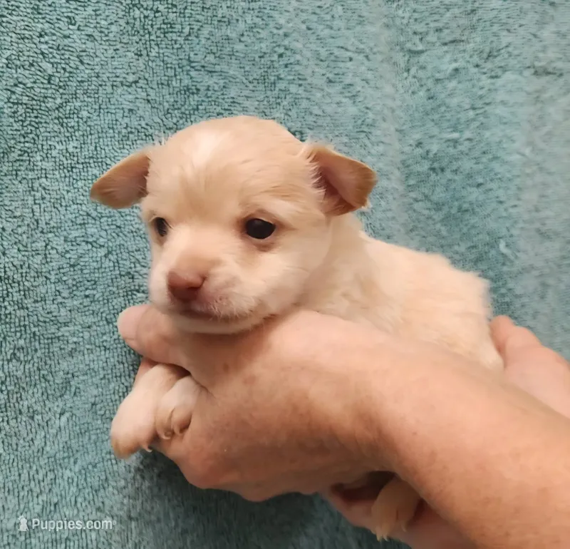 Kooper – Chihuahua puppy for sale in Little Rock, AR