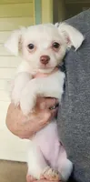 White LC Percy CKC, a male Chihuahua for sale in Little Rock, AR – 2 of 9
