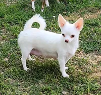 White LC Percy CKC, a male Chihuahua for sale in Little Rock, AR – 9 of 9