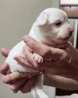 Percy CKC, a male Chihuahua for sale in Little Rock, AR – Photo 3 of 4