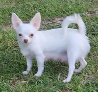 White LC Percy CKC, a male Chihuahua for sale in Little Rock, AR – 8 of 9