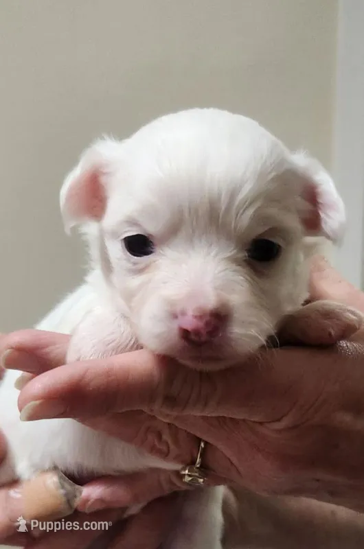 Percy CKC – Chihuahua puppy for sale in Little Rock, AR