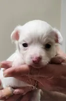 Percy CKC, a male Chihuahua for sale in Little Rock, AR – Photo 1 of 4