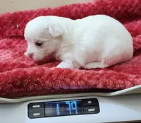 Percy CKC, a male Chihuahua for sale in Little Rock, AR – Photo 4 of 4