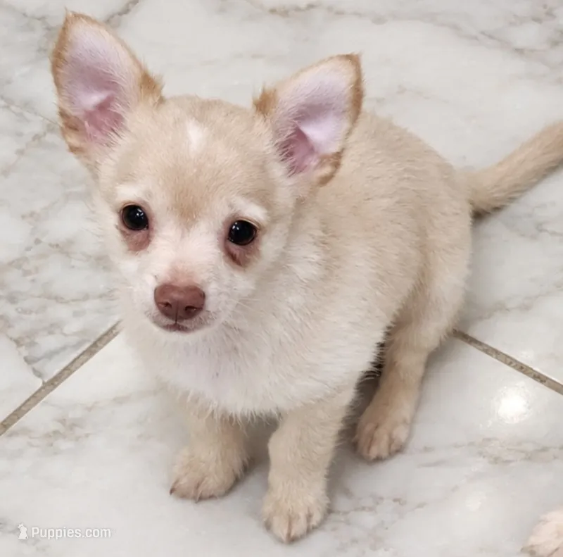 Last one Kooper CKC – Chihuahua puppy for sale in Little Rock, AR
