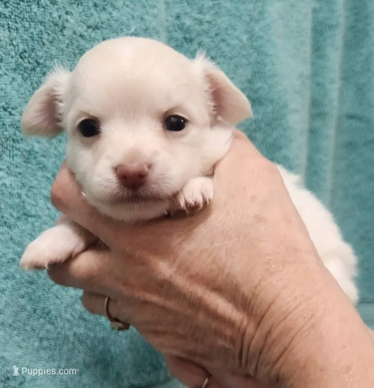 Kiki CKC – Chihuahua puppy for sale in Little Rock, AR
