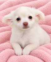 Kiki CKC, a female Chihuahua for sale in Little Rock, AR – 2 of 7